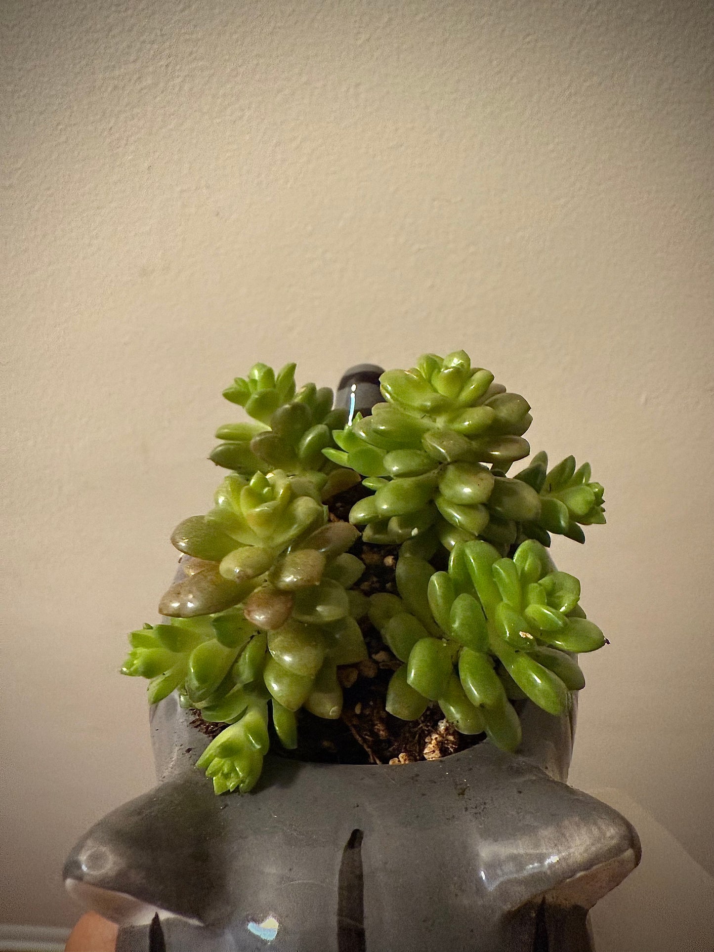 Cute Cat Pot with a Sedum Rubrotinctum