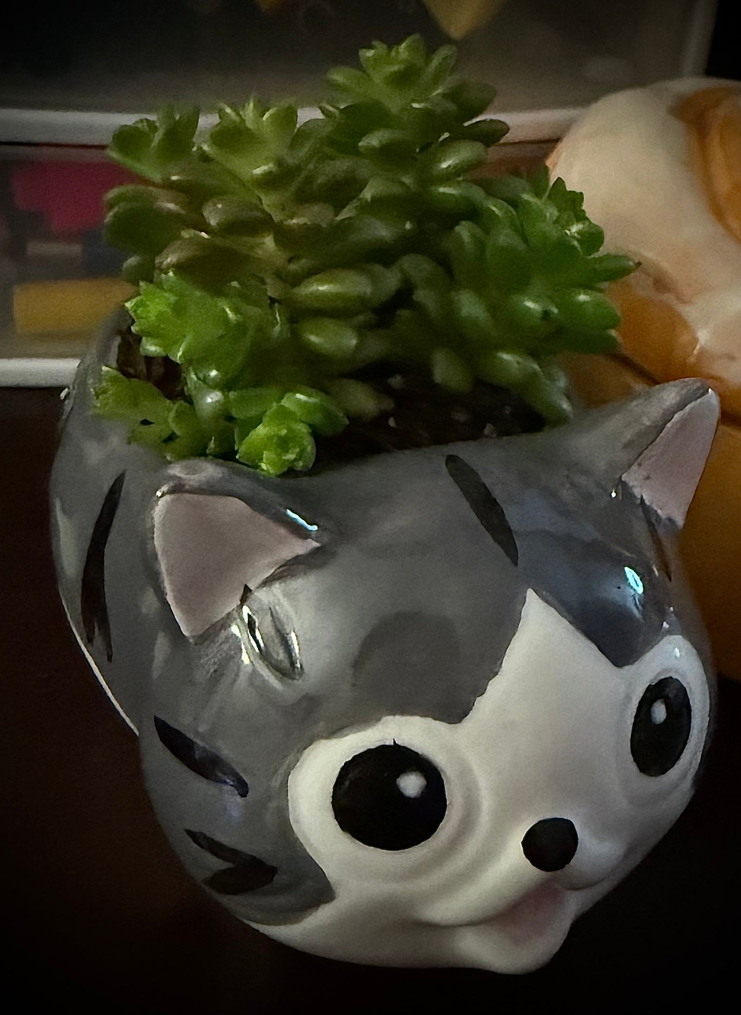 Cute Cat Pot with a Sedum Rubrotinctum